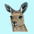 Illustrated portrait of Kangaroo
