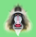 Illustrated portrait of Mandrill monkey.