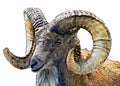 Illustrated portrait of a mountain goat ram on a white background Royalty Free Stock Photo
