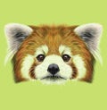 Illustrated Portrait of Red Panda