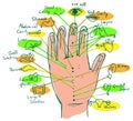 Illustrated Reflexology Hand Chart