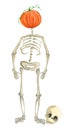 Illustrated skeleton with pumpkin head Halloween