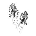 Illustrated sketch of two carrots with leafy greens in line art style on a white background