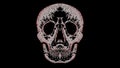 Illustrated Skull on a Black Background