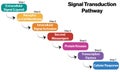 Illustrated Vector Flowchart of Signal Transduction Pathways on White Background for Cellular Biology Studies. Royalty Free Stock Photo