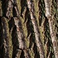 Illustrates the complexity and beauty of tree bark in a forest Royalty Free Stock Photo
