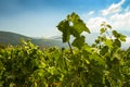 Vineyard near Sami on the island of Kephalonia Royalty Free Stock Photo