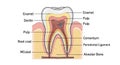It illustrates several layers the outer enamel beneath which lies the dentin Royalty Free Stock Photo