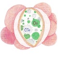 Alveoli group showing interstitial lung disease and idiopathic pulmonary fibrosis in alveoli.