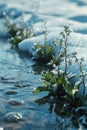 Illustrating the unfolding of the melting of snow