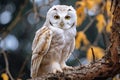 illustratio of a snowy owl in the forest. Generative AI