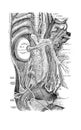 The illustration of the abdominal viscera with nerves in the old book die Anatomie des Menschen, by C. Heitzmann, 1875, Wien