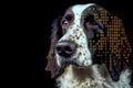 An Illustration of abstract digital Dog concept on black background, Humanly enhanced AI Generated image Royalty Free Stock Photo