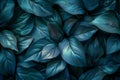 Abstract texture of dark teal leaf for background, closeup view. nature concept. Royalty Free Stock Photo