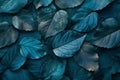 Abstract texture of dark teal leaf for background, closeup view. nature concept. Royalty Free Stock Photo