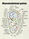 Illustration acupuncture points on the human ear