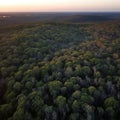 Aerial view of a beautiful green forest at sunset, Drone photography