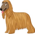 Afghan Hound dog