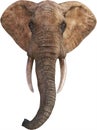 African Elephant Wildlife Hread, Isolated Royalty Free Stock Photo