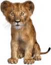 Lion Cub, Wildlife Animal, Isolated, Africa