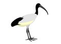 Illustration of an African sacred ibis, Threskiornis aethiopicus Royalty Free Stock Photo