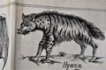 Illustrated figure of a hyena in an old science book. Royalty Free Stock Photo