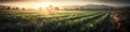 An Aloe Vera Field at Dawn