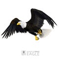 Illustration of american bald eagle, isolated Royalty Free Stock Photo