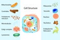 Illustration of the anatomy of an animal cell