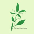 illustration Andrographis paniculata