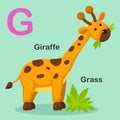 Illustration Animal Alphabet Letter G-Grass,Giraffe