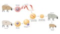 Illustration for animal cloning process. Cloning techniques are used to try and produce exact copies of a particular animal Royalty Free Stock Photo