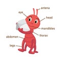 Illustration of ant vocabulary part of body