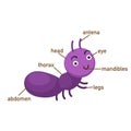 Ant vocabulary part of body.vector Royalty Free Stock Photo