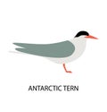 Illustration with Antarctic tern. Cute cartoon character. Antarctic bird