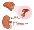 Illustration of the antidiuretic hormone function. Vasopressin physiology