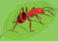 Illustration Ants Red Beautiful Royalty Free Stock Photo