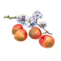 Illustration of apricot fruit and branch with flowers.