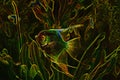 Illustration. Aquarium fish Scalia lat. Pterophyllum on a background of algae