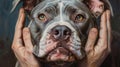 Illustration Human Embrace with American XL Bully Dog