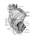 The illustration of the arteries on the hip in the old book die Anatomie des Menschen, by C. Heitzmann, 1875, Wien