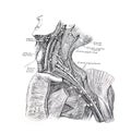 The illustration of arteries and lymph nodes of the neck and shoulders in the old book die Anatomie des Menschen, by C. Heitzmann