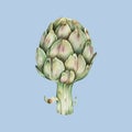 Illustration of artichoke on blue background