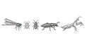 Illustration of assorted insects in a horizontal line, isolated on white Royalty Free Stock Photo