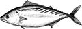 Illustration of Atlantic Bonito fish