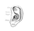 The illustration of the auricle in the old book die Descriptive Anatomie, by C. Heitzmann, 1870, Wien Royalty Free Stock Photo