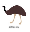 Illustration with australian bird - ostrich Emu. Cute cartoon character Royalty Free Stock Photo