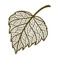 Illustration of autumn birch leaf.