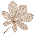 Illustration of autumn chestnut leaf.