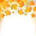 Illustration of autumn leaves